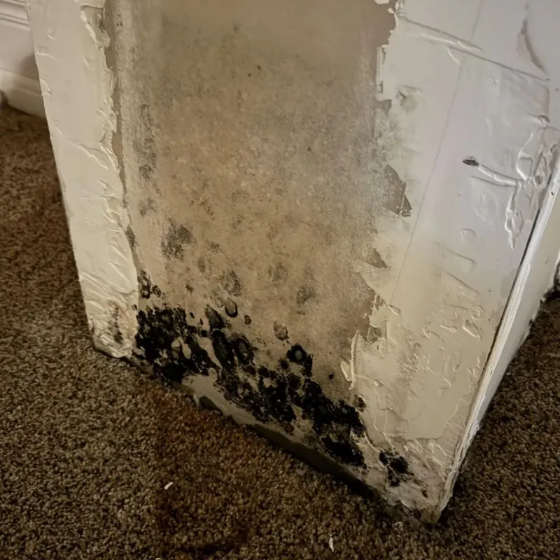 Professional Mold Removal in Springtown, TX